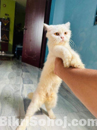 Pure Persian cat